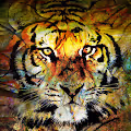 Tigers, Lions and Dragons House