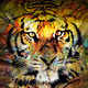 Tigers, Lions and Dragons House