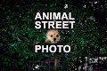 Animal Street photo