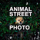 Animal Street photo