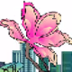 The Forever Blooming Bauhinia