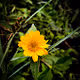 Floral Weeds