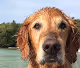 Water Dogz