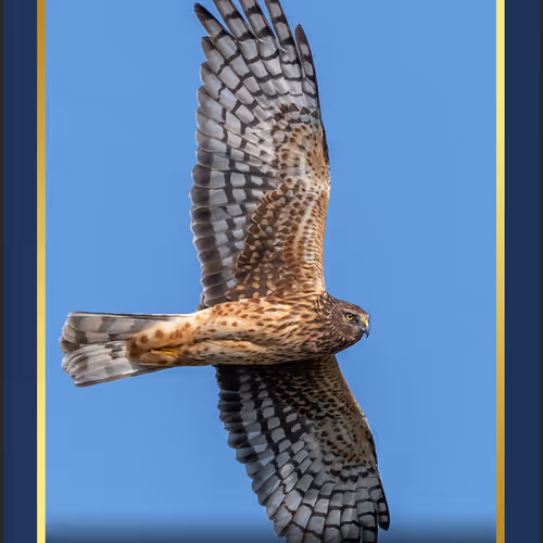 Free Tokens by Andrew Mease