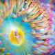 Under the Sea by Rachel Wood