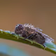 Macro - Flies - Johann Piber