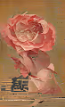 Rose Mania Club - old