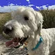 Friendly therapy Dog