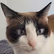 Charlotte - The Cat