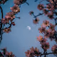 The Beauty and the Moon