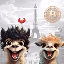 Pablo Alpaca #11