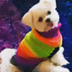 Purple Pawprint Pet Apparel
