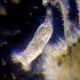 MicrobeSafari