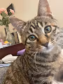 BanBan: the Cat