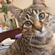 BanBan: the Cat