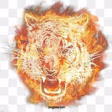 majestic tigers - old