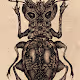 INSECT TALAN