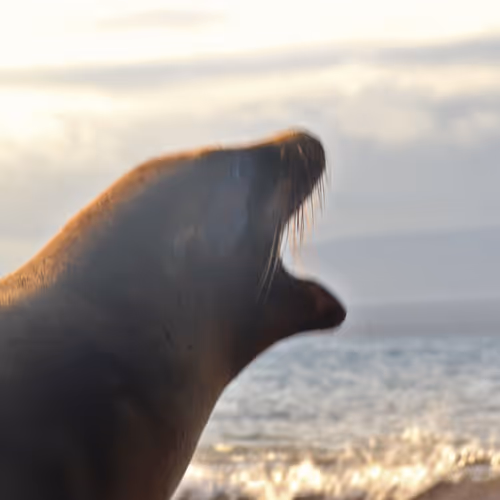 SEALS OVER THE WORLD