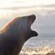 SEALS OVER THE WORLD