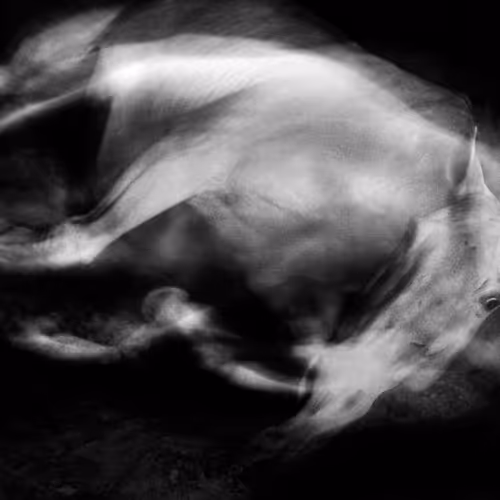 Academie Equestre de Versailles