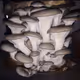 Mushroom Cultivation