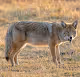 Barker Wildlife - Wolves and Coyotes
