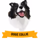 DogeCollie