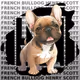 French Bulldog Henry Scott
