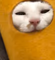 Kitty cat 2021