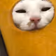 Kitty cat 2021