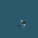 Whale by LA