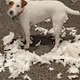 Dogs of Albuquerque