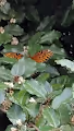I'm interplanetary - my insect movements vary