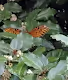 I'm interplanetary - my insect movements vary