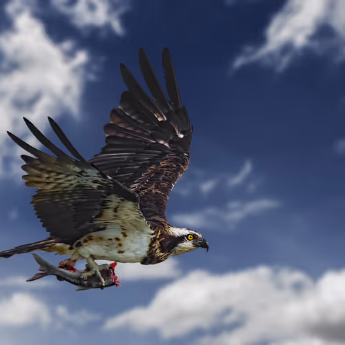 OSPREY - The ultimate fish master