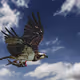 OSPREY - The ultimate fish master