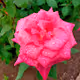 JAPANEASE ROSE