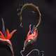 Digital Ikebana.