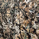 Pollock Peace