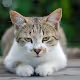 MLIA AI Cat - old
