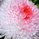 Fiori e insetti