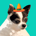 Chubby Chihuahua