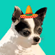 Chubby Chihuahua