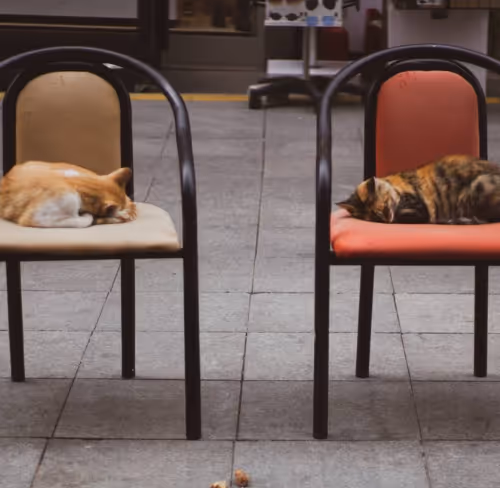 Cats Everywhere - by Motsarts