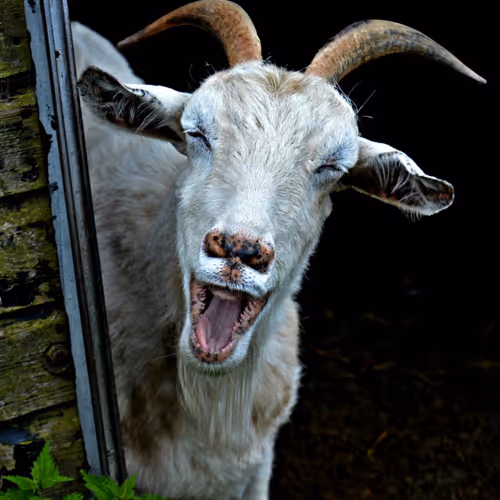 Funny Animals Pose - old