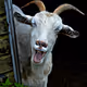 Funny Animals Pose - old