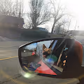 Doge & Dogs