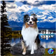 DigiverseDawgs World Tour