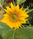 OpenSeaFlower