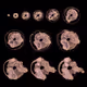 Embryogenesis by Sage Jenson